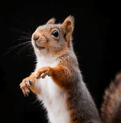Fototapeta premium Photo of a Gray Squirrel Standing on a Black Background