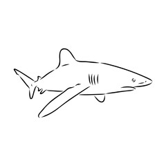 great white shark drawn in ink freehand sketch logo