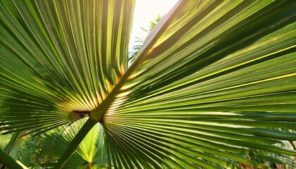 wonderful tropical palm leaf under sunlight for nature and fresh background