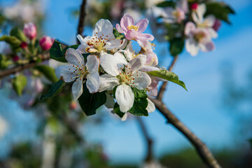 White flower of apple with blurred background.