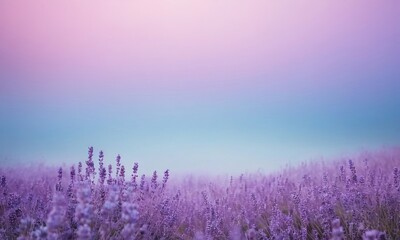 Naklejka premium Dreamy lavender field under a soft pastel sky creates a tranquil scene