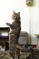 Playful tabby cat standing on hind legs in living room