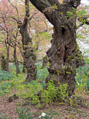 Central Park in spring