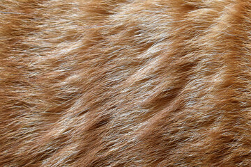 Cat fur texture background. Ginger and white cat fur texture.