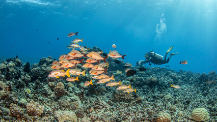 Diver above the reef