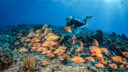 Fototapete bei efototapeten.de bestellen   