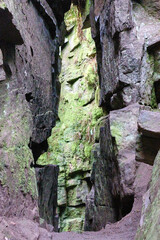 Peak District forests