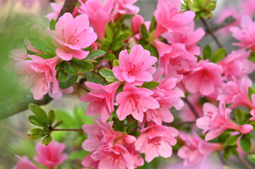 Pink azalea bush blooming in spring.