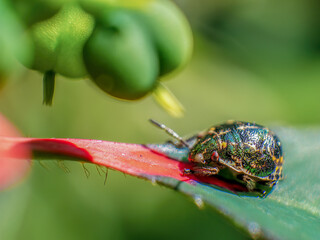 Macro photography of a tiny metallic shield bug walking on a leaf, captured in a garden in the eastern Andean mountains of central Colombia.