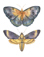 Watercolor illustration of two realistic moths with intricate wing patterns in gold, blue, and violet shades. Perfect for nature prints, vintage designs, and entomology-themed projects.