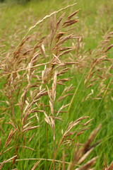 Cereal grass bromus grows in nature