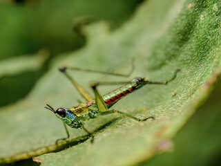 Macro photography from the side, of a monkey grasshopper feeding on a leaf, in a forest in the eastern Andean mountains of central Colombia.