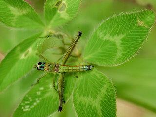 Macro photography from the top of a monkey grasshopper standing on a clover  leaf, in a forest in the eastern Andean mountains of central Colombia.