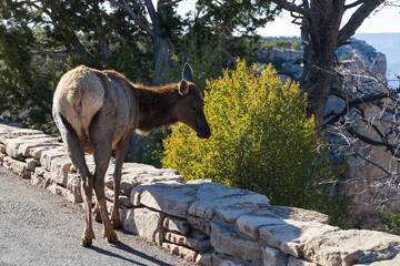 Elk eating on a bush with Grand Canyon in background