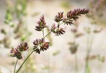 The herb Dactylis glomerata grows in nature