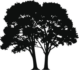 Silhouette of Two Large Trees with Dense Branches on Transparent Background