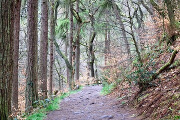 Peak District forests