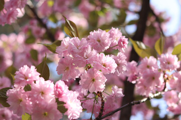 Sakura in full bloom. Beautiful pink sakura flowers with soft focus. Flowers close-up. Spring background. Blooming sakura tree in the park