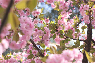 Sakura in full bloom. Beautiful pink sakura flowers with soft focus. Flowers close-up. Spring background. Blooming sakura tree in the park