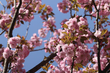 Sakura in full bloom. Beautiful pink sakura flowers with soft focus. Flowers close-up. Spring background. Blooming sakura tree in the park