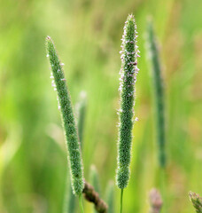 Forage grass timothy (Phleum pratense) grows in the meadow