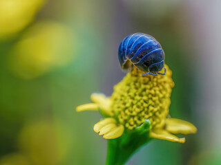 Macro photography of a woodlice feeding on top of a wildflower, captured in a garden in the eastern Andean mountains of central Colombia.