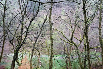 Peak District forests