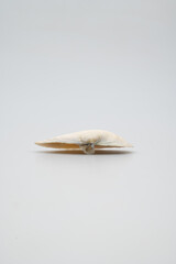 Close-up of a delicate white seashell on a light gray surface