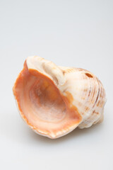 Close-up of a delicate white seashell on a light gray surface