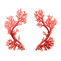 Red coral branches, pair, isolated on white background