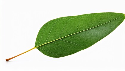 Obraz premium one eucalyptus leaf isolated on a transparent background