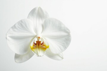 Delicate white orchid blossom on pure white backdrop, background, fresh, zen