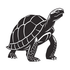 turtle vector illustration