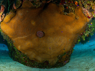 Massive Agaricia agarecitae coral colony completely alive