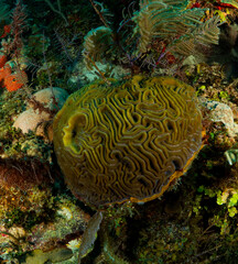 Strangely shaped brain coral