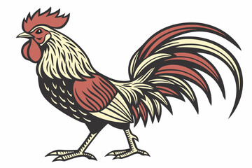 rooster isolated on white background