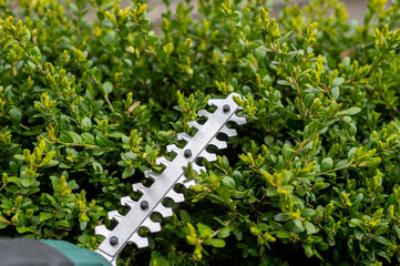 Battery-powered garden shears for trimming and shaping crown of bushes and plants