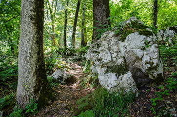 Dense green forest showcasing sunlit path beside prominent rock. Sunlight filters through trees, highlighting moss and foliage. Tranquil atmosphere invites exploration