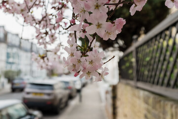 Blooming cherry blossom branch overlooking a quiet residential street