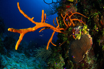 Sponges, gorgonians and corals standing out in a small portion of the reef