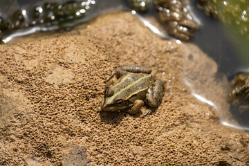 Frog standing on a rock