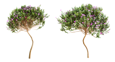 Cistus shrub isolated on transparent background. 3D render.