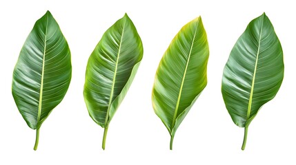 Four vibrant tropical leaves displayed against a stark white background.