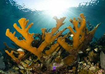 Huge Elk Horn Coral colony alive.