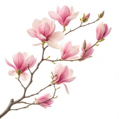 Pink Magnolia Branch Close-up Photography, Floral Composition, Spring Blossoms, Nature, Botany Magnolia, Spring Flowers