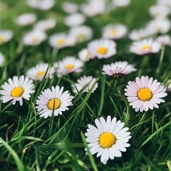 Fototapeta premium Beautiful Daisies in Lush Green Grass Meadow