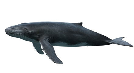 Naklejka premium Isolated Whale Sea Animal Marine Life