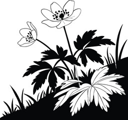 black and white flower