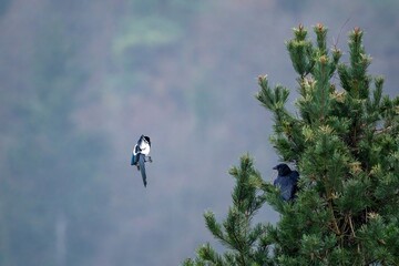 magpie annoying a crow