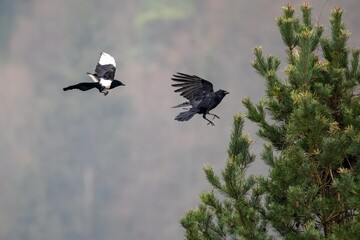 magpie chasing a crow